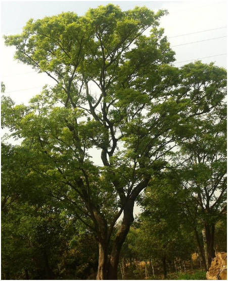 汪家苗圃供应榉树